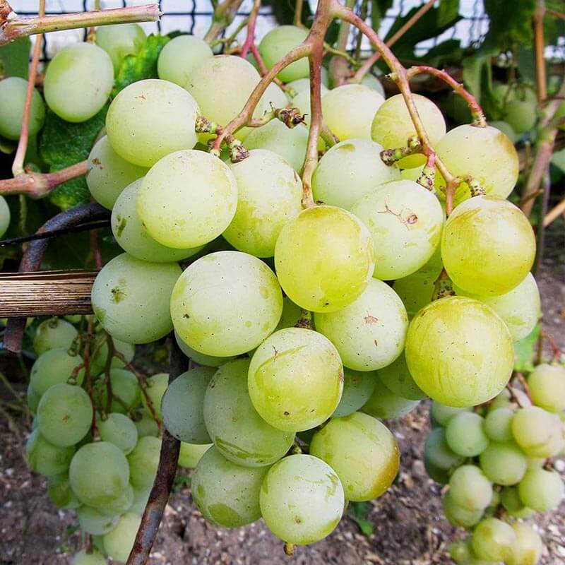 Виноград «Кеша»