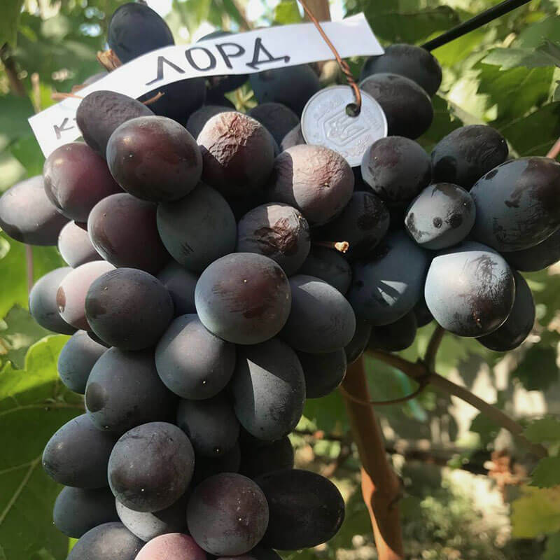Виноград кишмиш «Лорд»