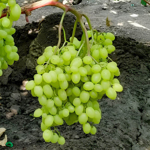 Виноград кишмиш «Соломия»