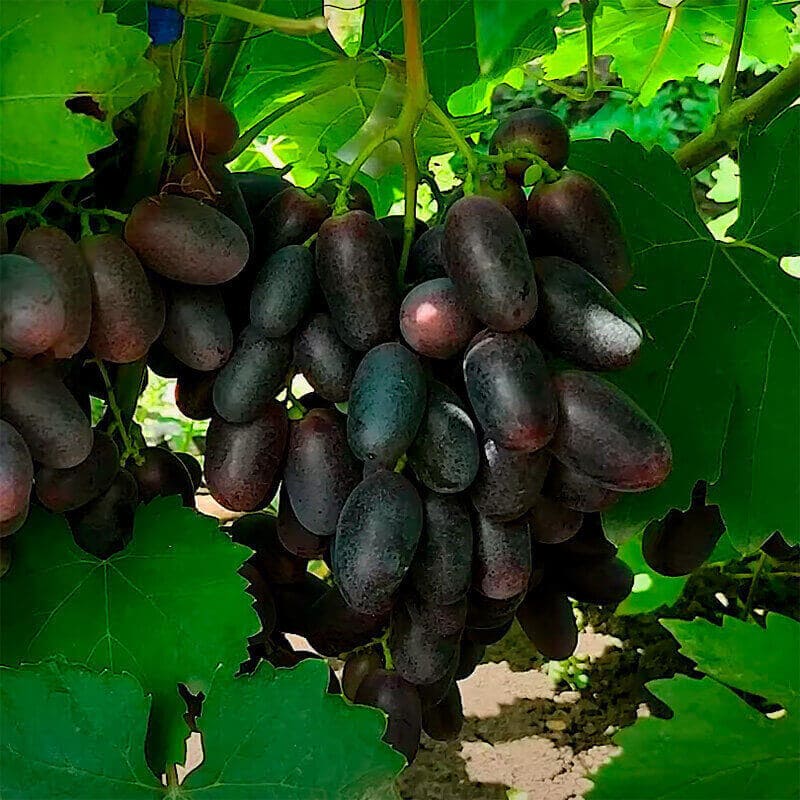 Виноград «Рэмбо»