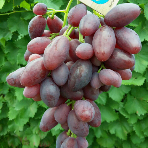 Виноград «Талдун»