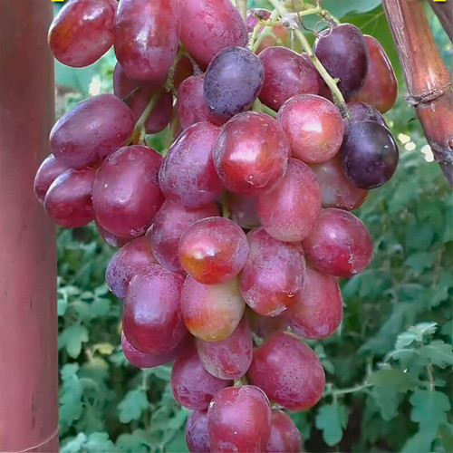 Виноград «Виконт»