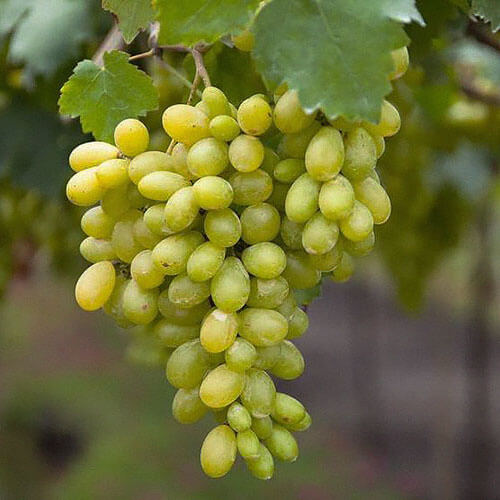 Виноград кишмиш «Рататуй (Сахарные Капли)»