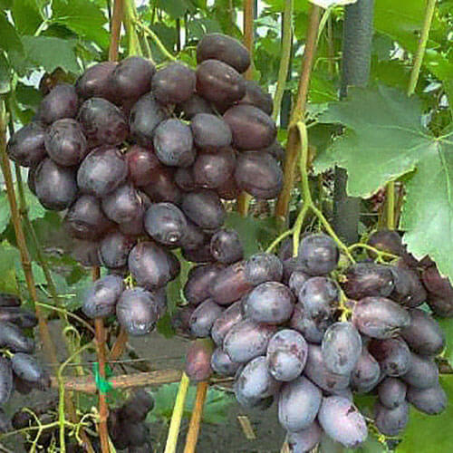 Виноград «Кумир»