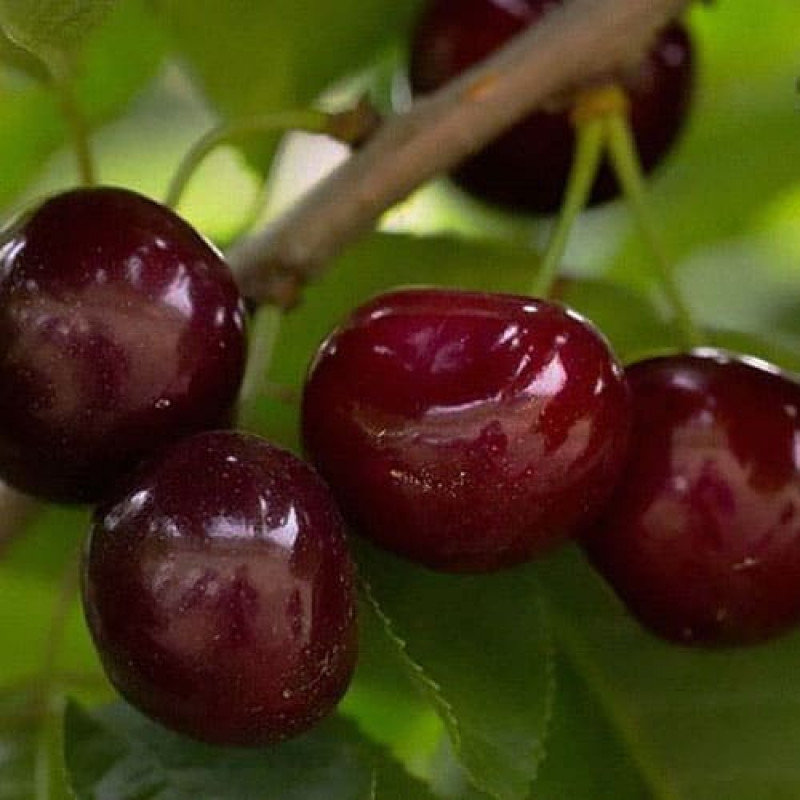 Вишня «Чернокорка»