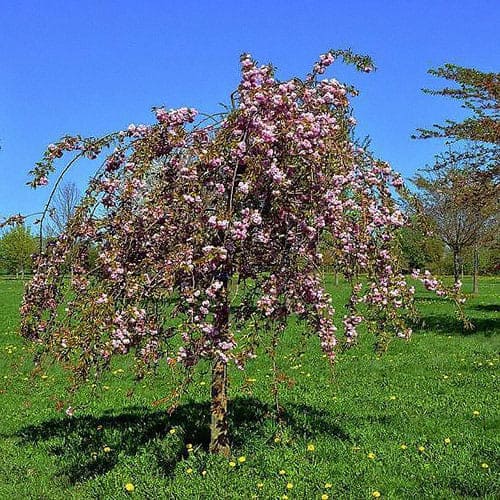 Вишня Плакучая