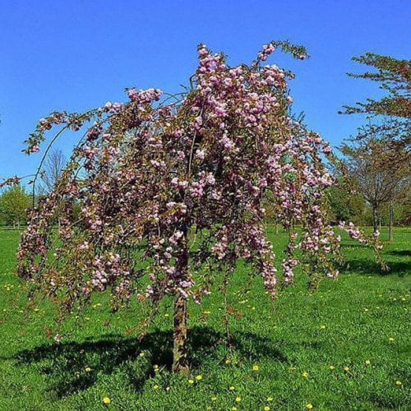 Вишня Плакучая