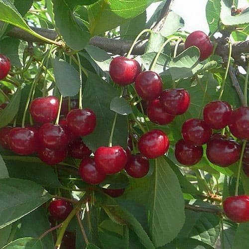 Вишня «Встреча»