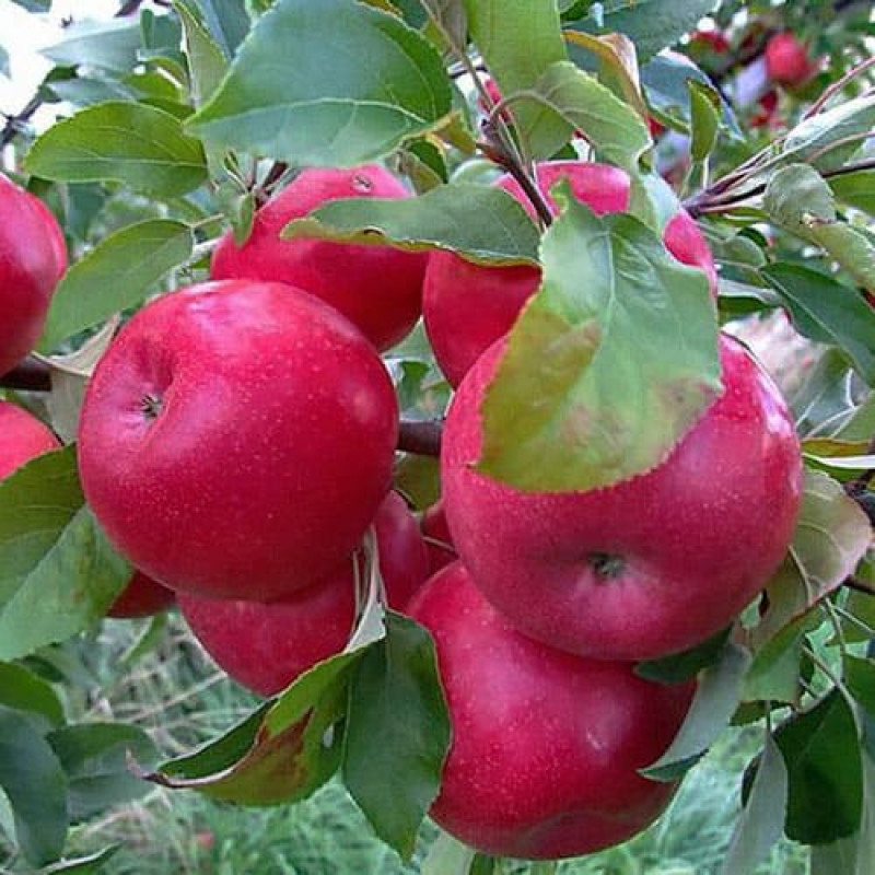 Яблоня «Айдаред»