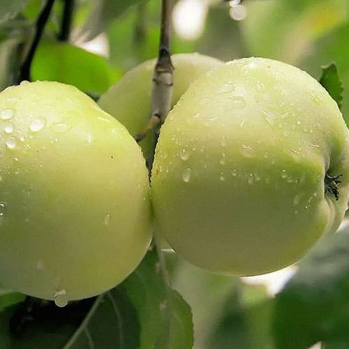 Яблоня «Антоновка»