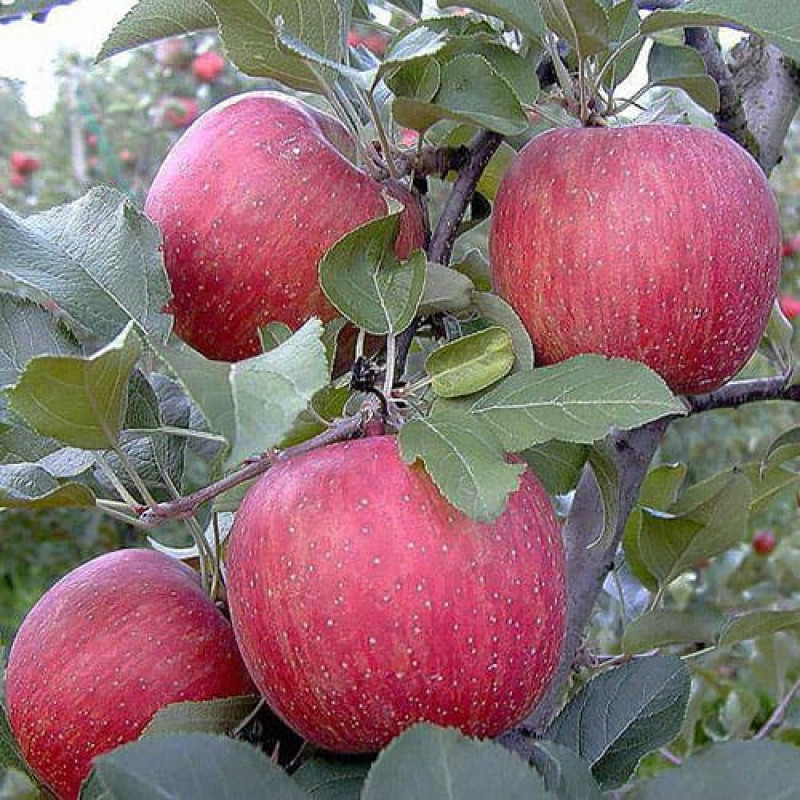 Яблоня «Фуджи Кику»