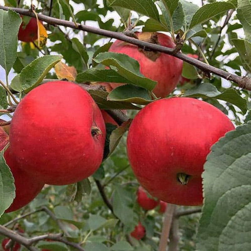 Яблоня «Фукутами»