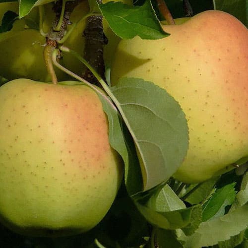 Яблоня «Хелиос»