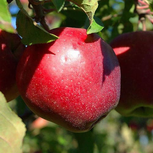 Яблоня «Макинтош»